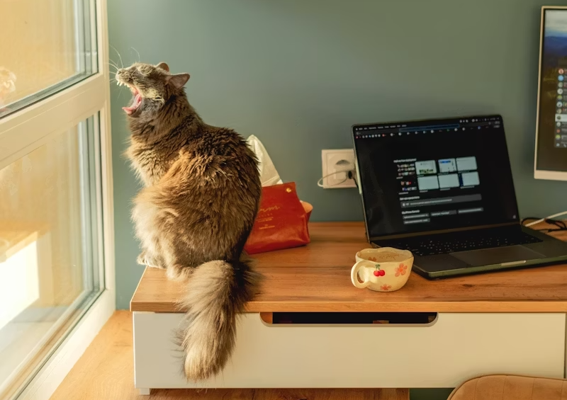 #304: I Can Haz AI?